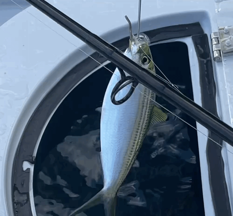 Catch More Bait Bundle