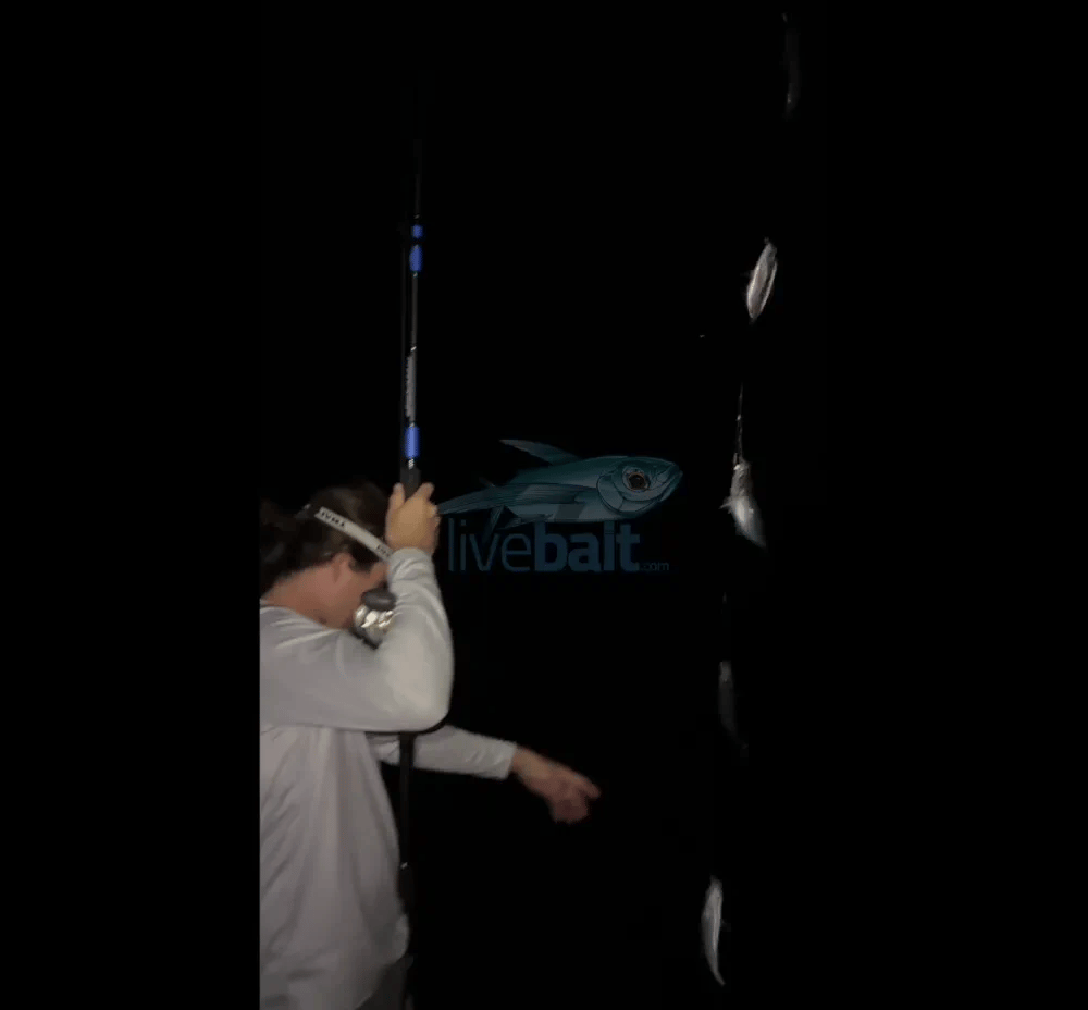 Hayabusa Sabiki Rig D119E Size 15