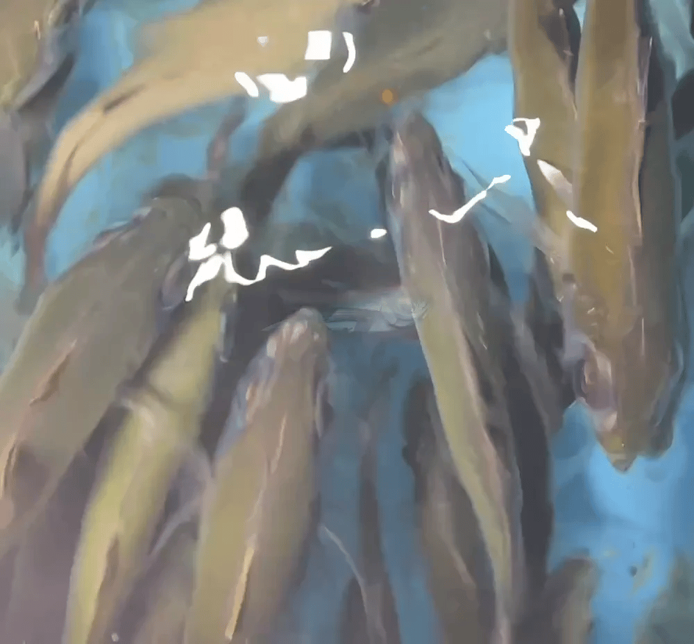 Hayabusa Sabiki Rig D119E Size 15