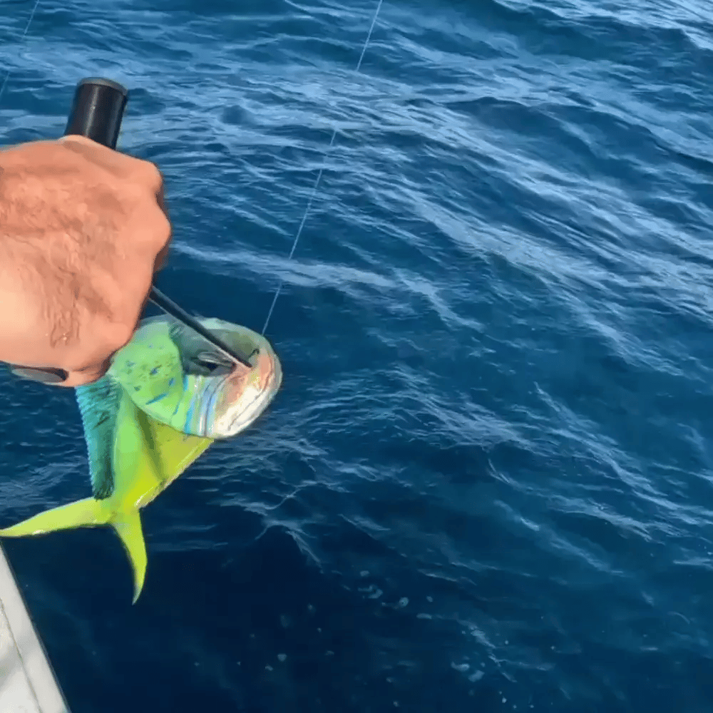 JUJU Large Fish Dehooker – 10"