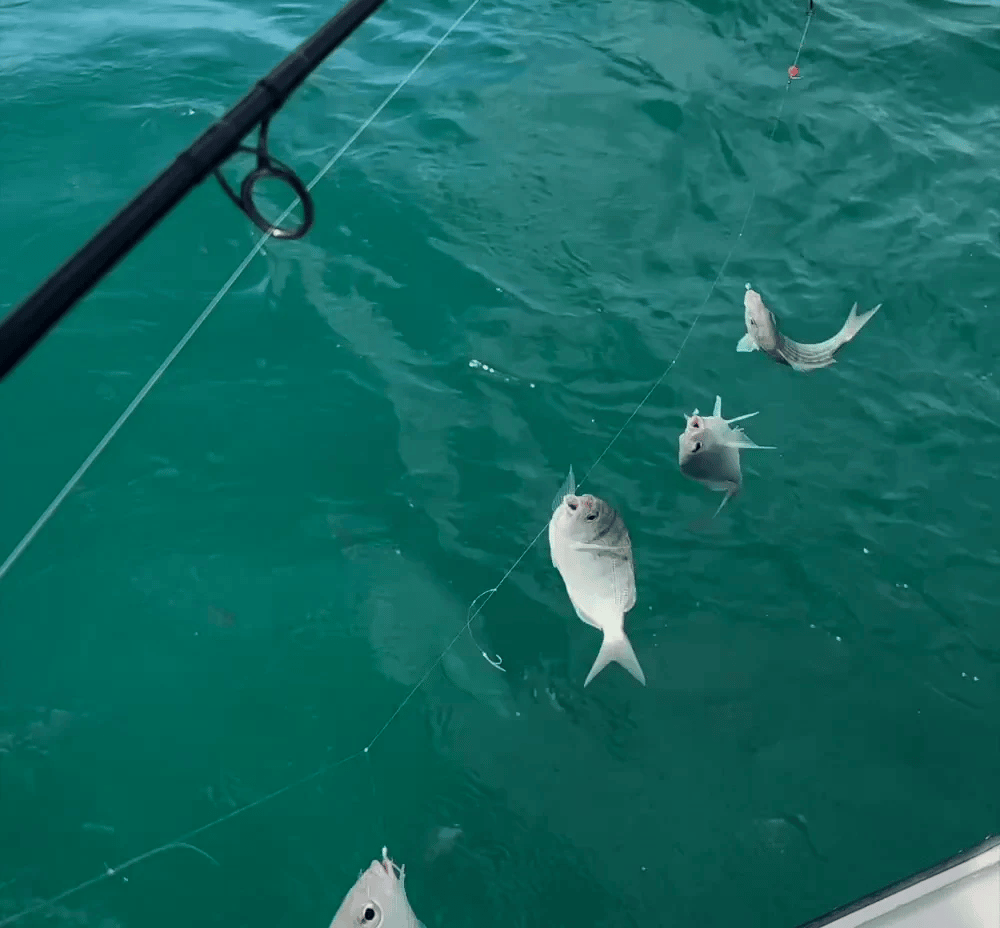 Fluorocarbon Bait Rigs (10 Pack)