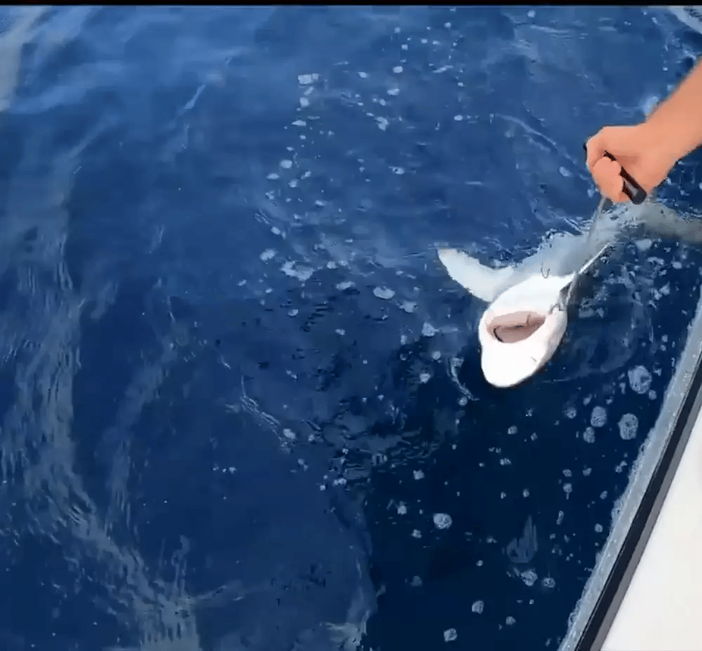 JUJU Large Fish Dehooker – 10"