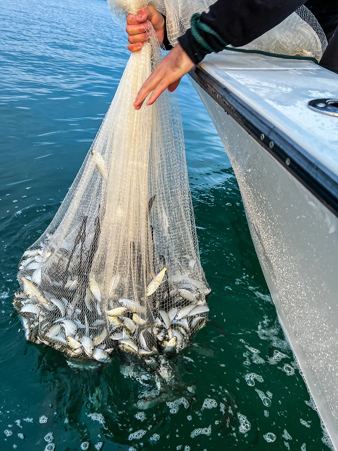 What's The Best Cast Net For Whitebait & Pinfish In Shallow Water? 