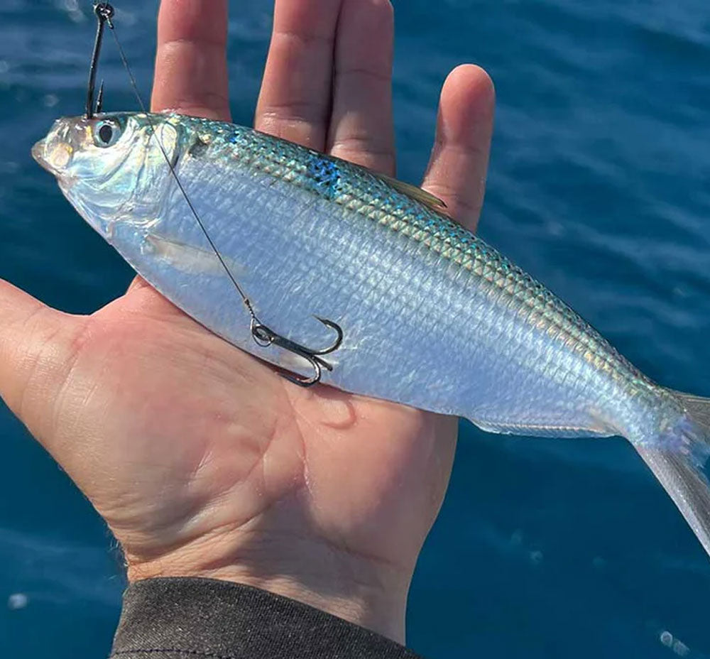 Just Bitten Stinger Series 5ft Shark Fishing Bite Leader – 600lb 24/0 Circle Hook, Saltwater