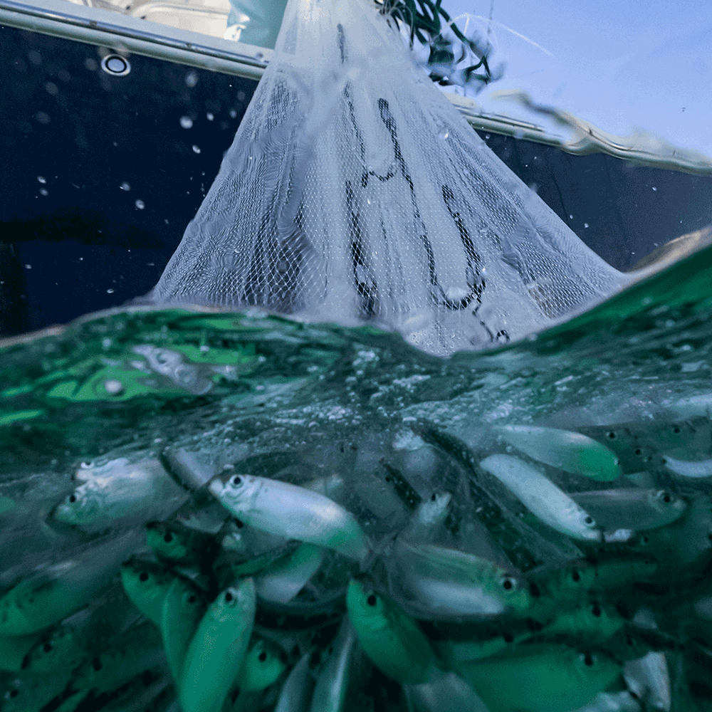 Best Cast Nets for Fishing - JUJU Cast Nets