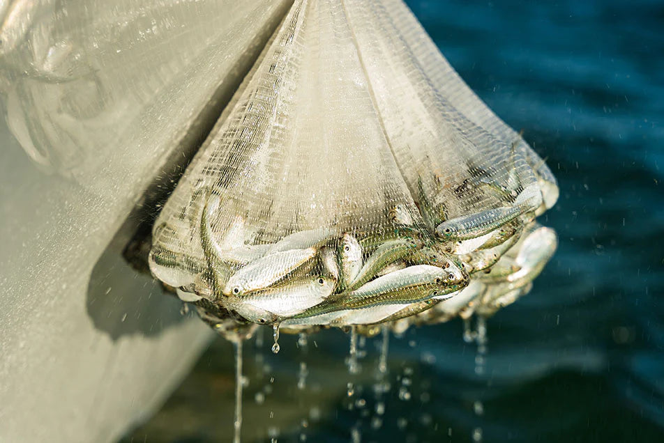 MoiShow Cast Nets for Fishing,Casting Nets for Bait Algeria