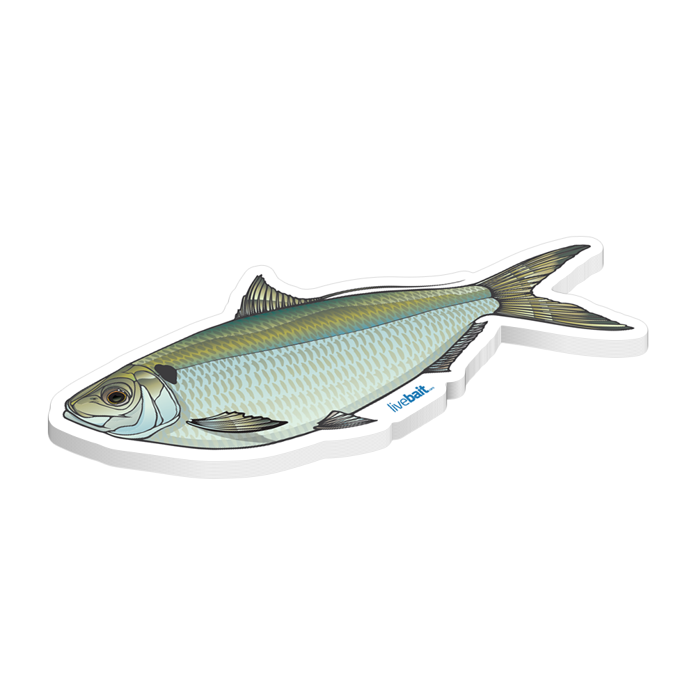 Threadfin Herring Sticker –